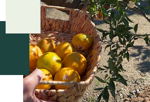 organic food